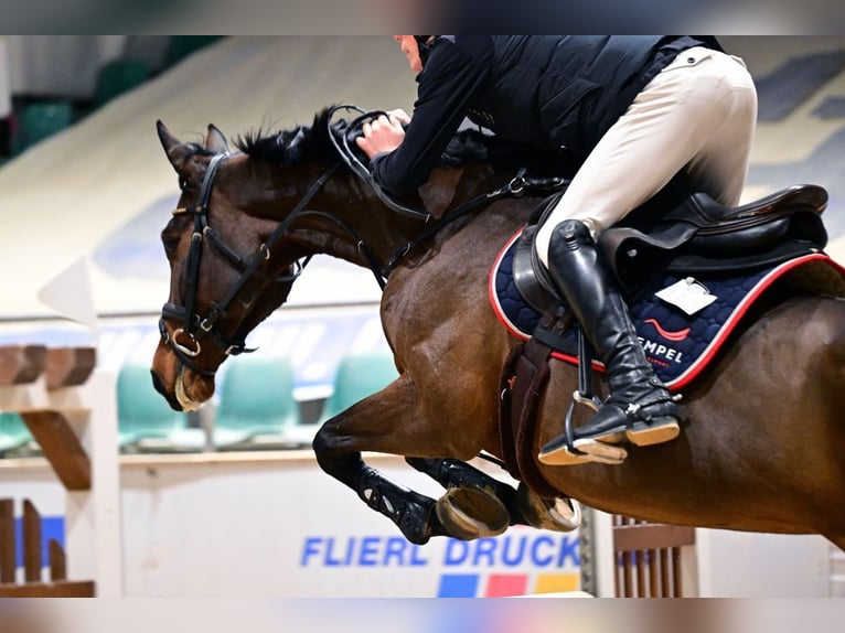 Duits sportpaard Merrie 11 Jaar 167 cm Bruin in Leisnig