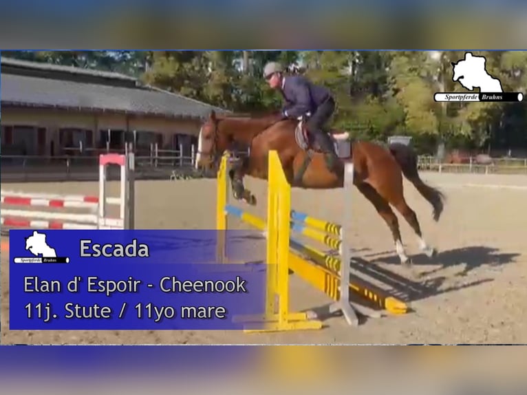 Duits sportpaard Merrie 11 Jaar 168 cm Bruin in Gadow Duits sportpaard Merrie 11 Jaar 168 cm Bruin in Gadow