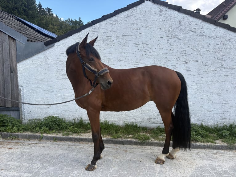 Duits sportpaard Merrie 11 Jaar 168 cm Bruin in Horgau