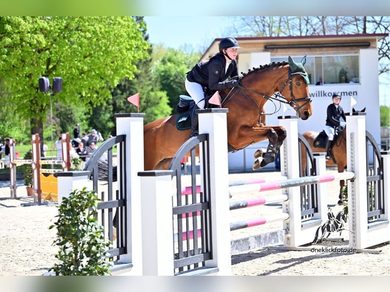Duits sportpaard Merrie 11 Jaar 168 cm Bruin in Horgau