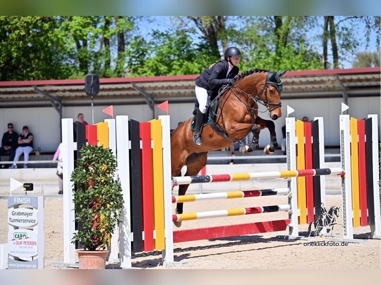 Duits sportpaard Merrie 11 Jaar 168 cm Bruin in Horgau
