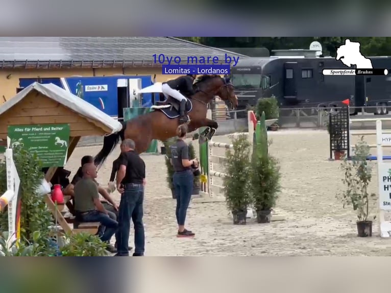 Duits sportpaard Merrie 11 Jaar 168 cm Bruin in Gadow