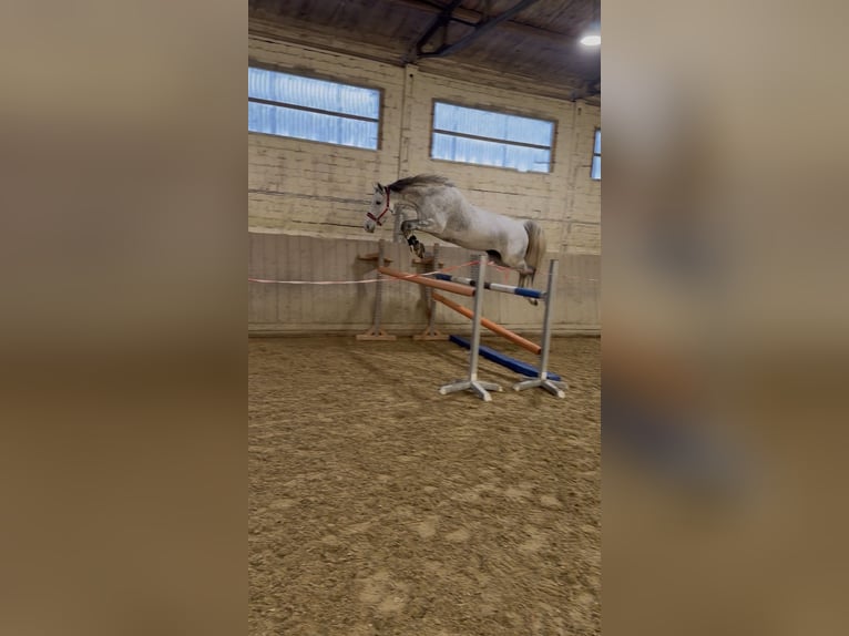 Duits sportpaard Merrie 11 Jaar 168 cm Schimmel in Vienenburg