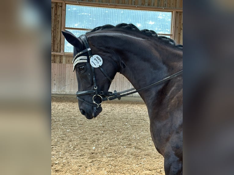 Duits sportpaard Merrie 11 Jaar 168 cm Zwartbruin in Freystadt