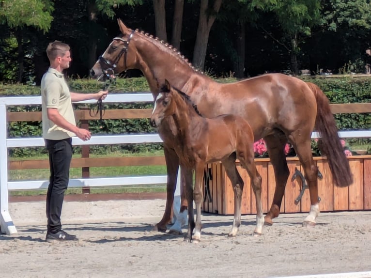 Duits sportpaard Merrie 11 Jaar 169 cm Vos in Kirchlinteln