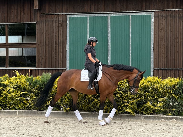Duits sportpaard Merrie 11 Jaar 170 cm Bruin in Ludwigsfelde
