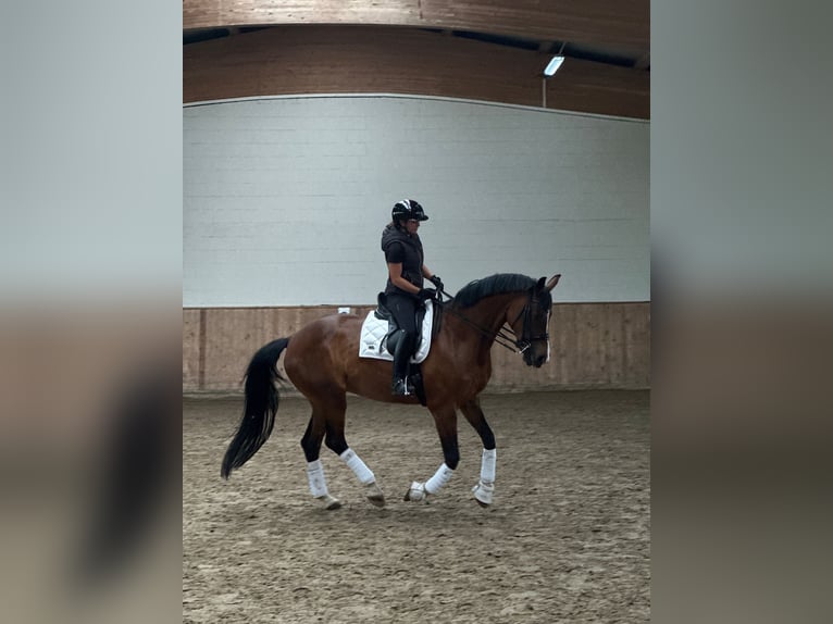 Duits sportpaard Merrie 11 Jaar 170 cm Bruin in Ludwigsfelde