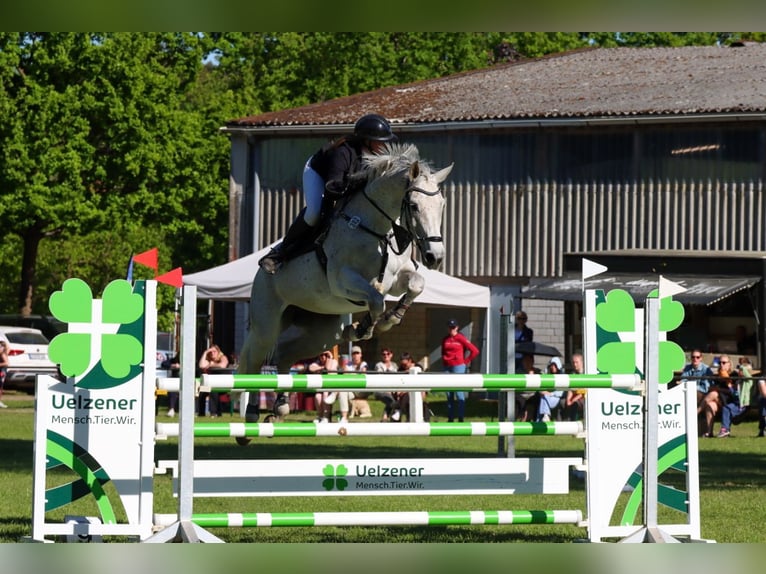 Duits sportpaard Merrie 11 Jaar 170 cm Vliegenschimmel in Satuelle