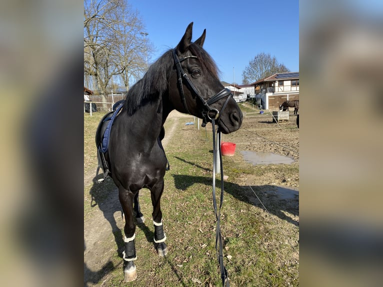 Duits sportpaard Merrie 11 Jaar 171 cm Zwart in Nußloch