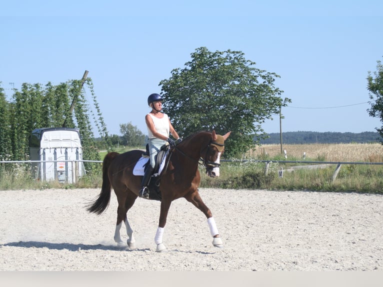 Duits sportpaard Merrie 11 Jaar 172 cm Donkere-vos in Mainburg