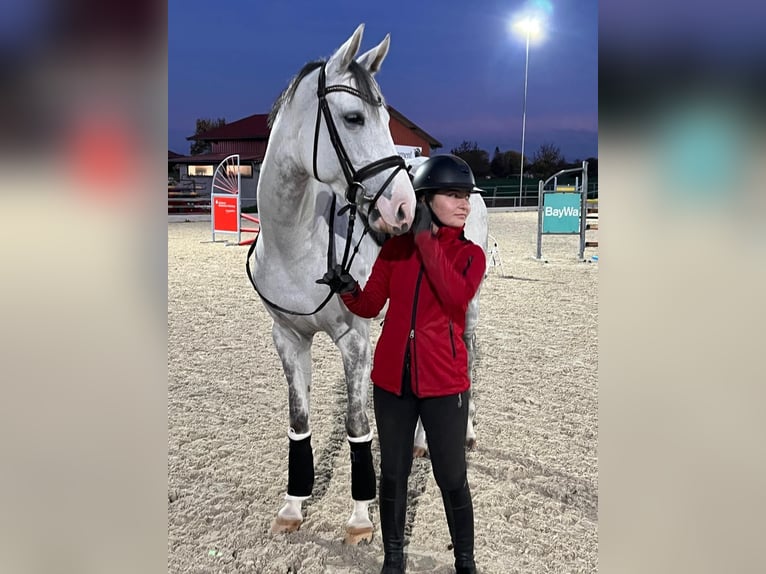 Duits sportpaard Merrie 11 Jaar 172 cm Schimmel in Wangen im Allgäu