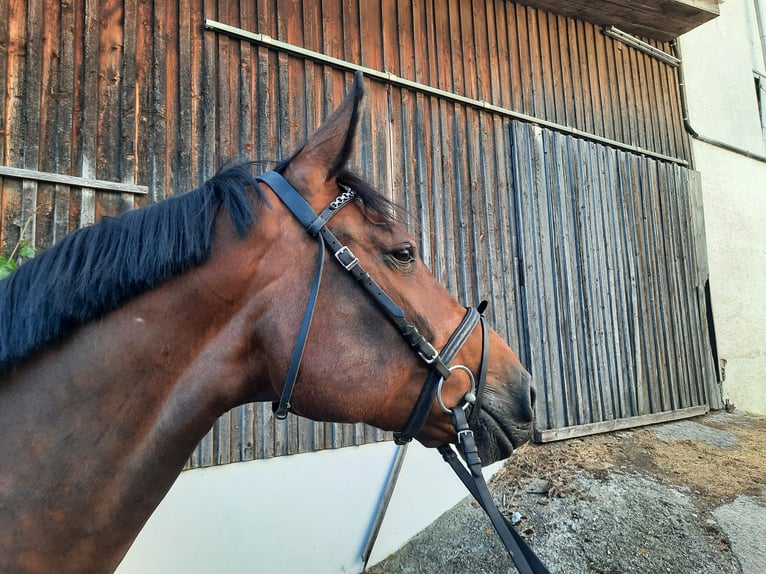 Duits sportpaard Merrie 11 Jaar 173 cm Bruin in Allmannsweiler