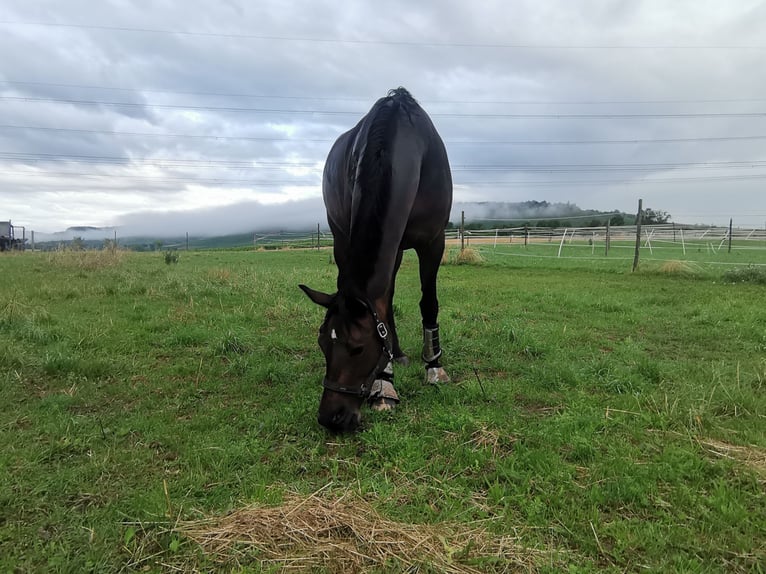 Duits sportpaard Merrie 11 Jaar 174 cm Donkerbruin in Heilbronn