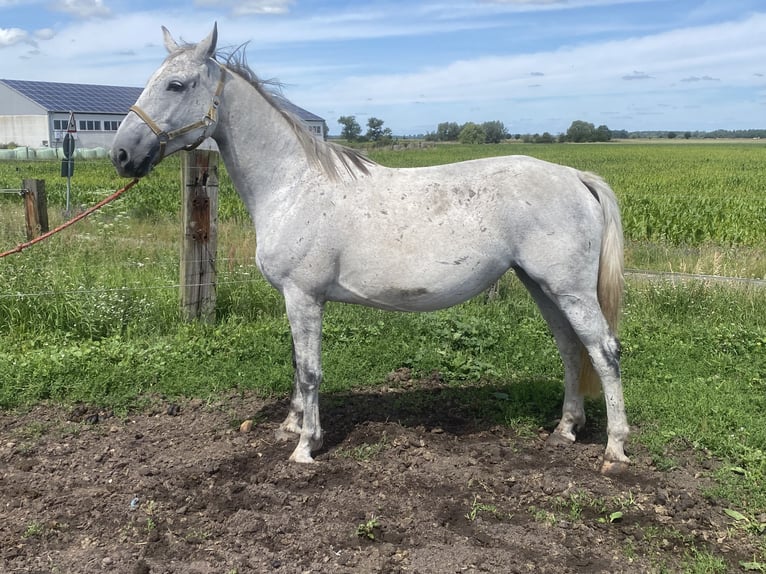 Duits sportpaard Merrie 11 Jaar 174 cm Schimmel in Rhinow