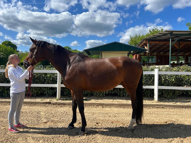 Duits sportpaard Merrie 11 Jaar 175 cm Bruin in Luckau