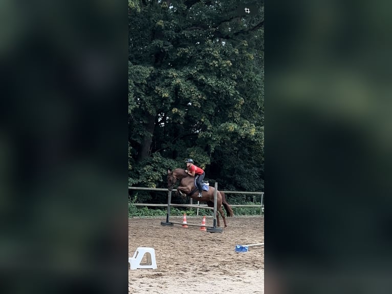 Duits sportpaard Merrie 11 Jaar 175 cm Donkere-vos in Frankenberg/Sachsen