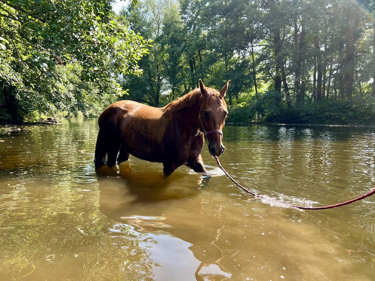 Duits sportpaard Merrie 11 Jaar 175 cm Donkere-vos in Frankenberg/Sachsen