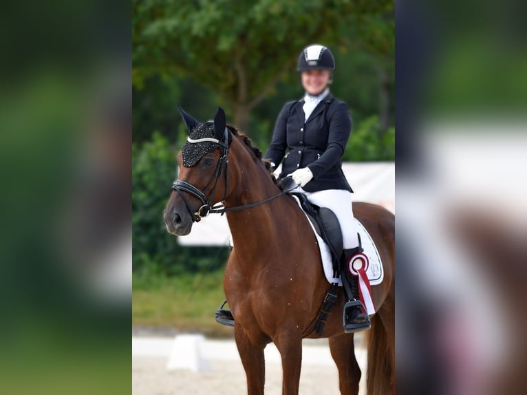 Duits sportpaard Merrie 11 Jaar 176 cm Donkere-vos in Tuntenhausen Duits sportpaard Merrie 11 Jaar 176 cm Donkere-vos in Tuntenhausen