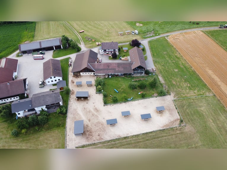 Duits sportpaard Merrie 11 Jaar Zwart in Postmünster