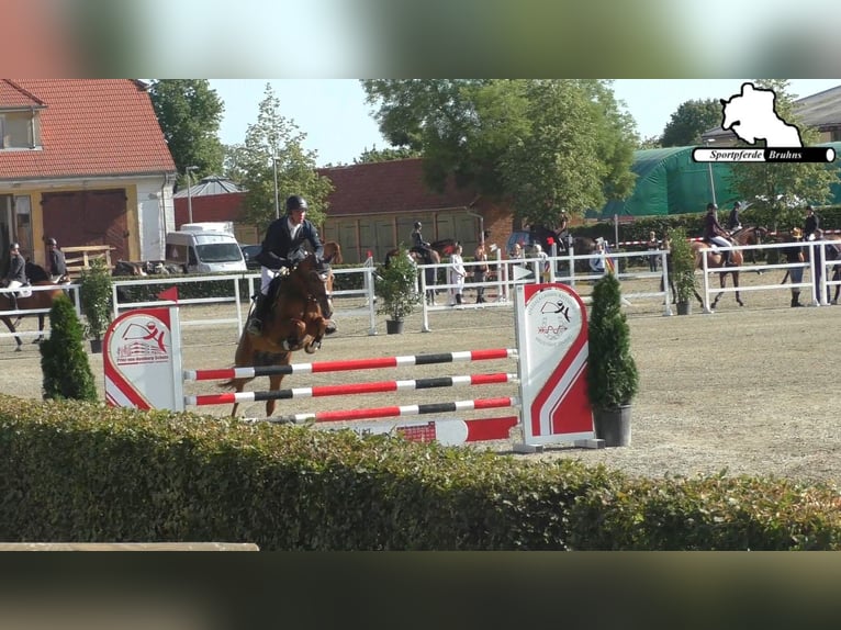 Duits sportpaard Merrie 12 Jaar 155 cm Vos in Seetz