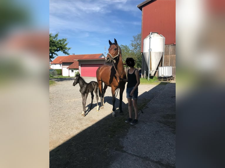 Duits sportpaard Merrie 12 Jaar 164 cm Donkerbruin in Lindau (Bodensee)Lindau