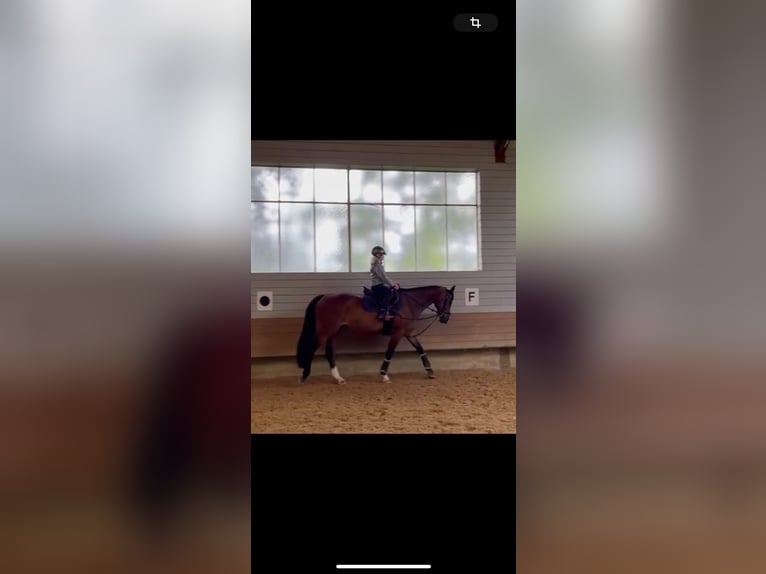 Duits sportpaard Merrie 12 Jaar 164 cm Donkerbruin in Lindau (Bodensee)Lindau