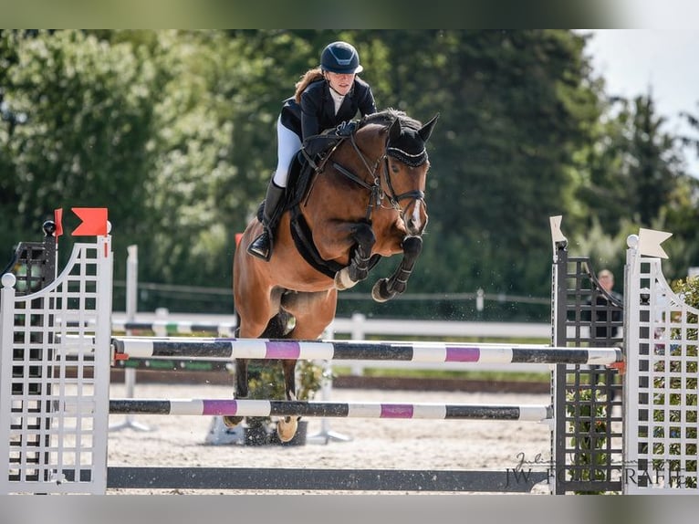 Duits sportpaard Merrie 12 Jaar 164 cm Donkerbruin in Lindau (Bodensee)Lindau