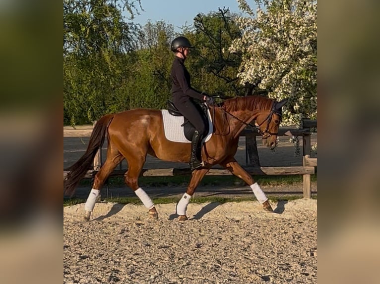 Duits sportpaard Merrie 12 Jaar 165 cm Vos in Niddatal