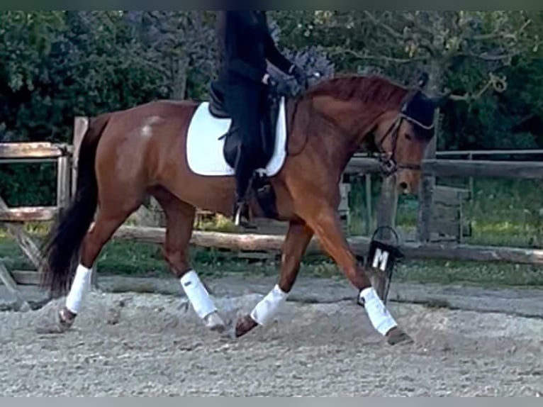 Duits sportpaard Merrie 12 Jaar 165 cm Vos in Niddatal