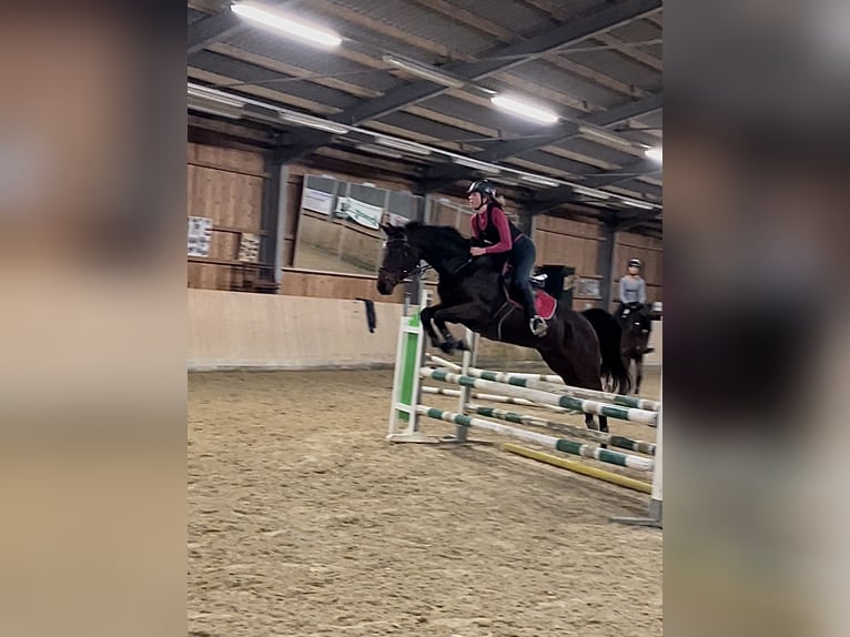 Duits sportpaard Merrie 12 Jaar 167 cm Bruin in Grünbach