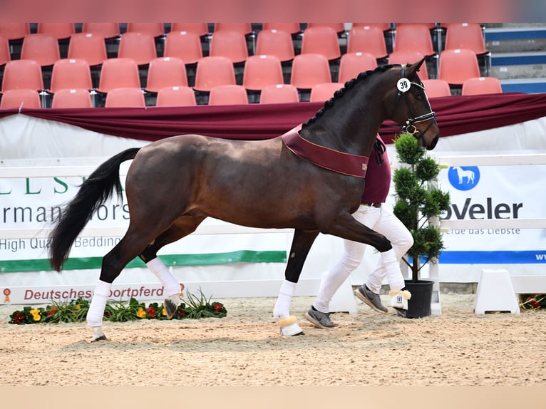 Duits sportpaard Merrie 12 Jaar 167 cm Donkerbruin in Heidenheim an der Brenz