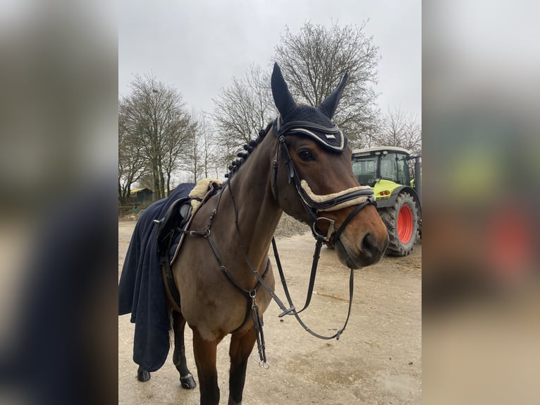 Duits sportpaard Merrie 12 Jaar 168 cm Bruin in Ahrensbök