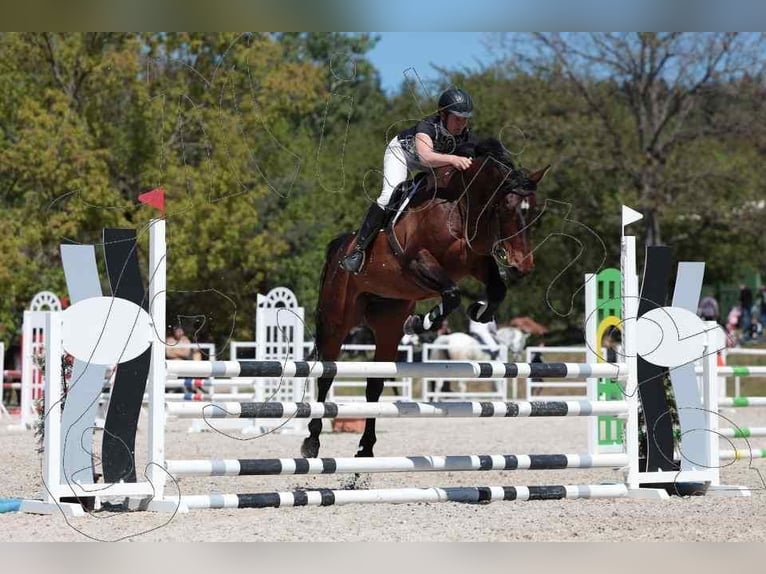 Duits sportpaard Merrie 12 Jaar 168 cm Bruin in Kolinec