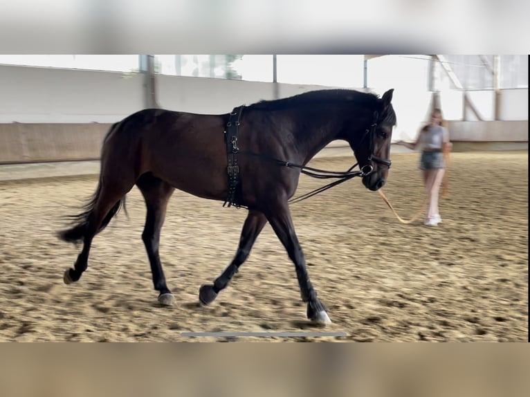 Duits sportpaard Merrie 12 Jaar 168 cm Donkerbruin in Dortmund