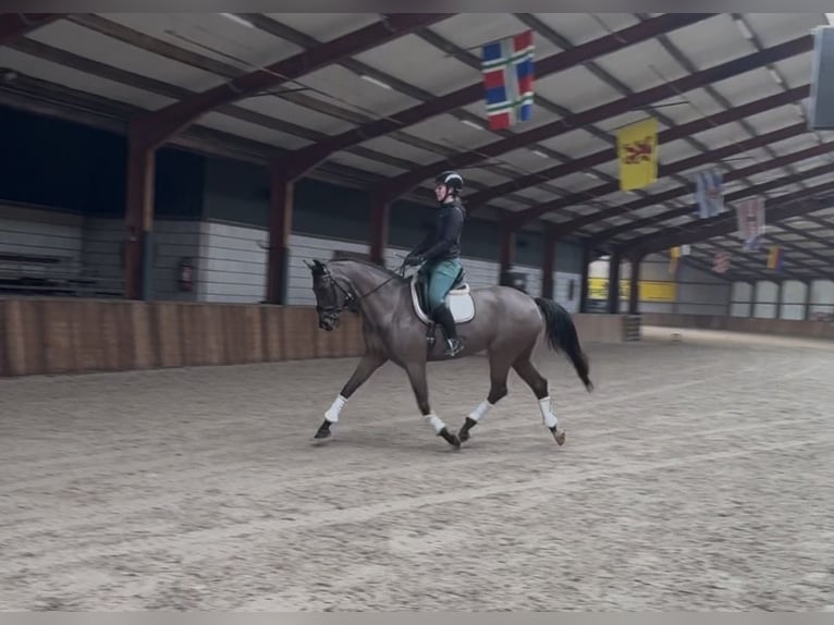 Duits sportpaard Merrie 12 Jaar 168 cm Zwartbruin in Oud Gastel