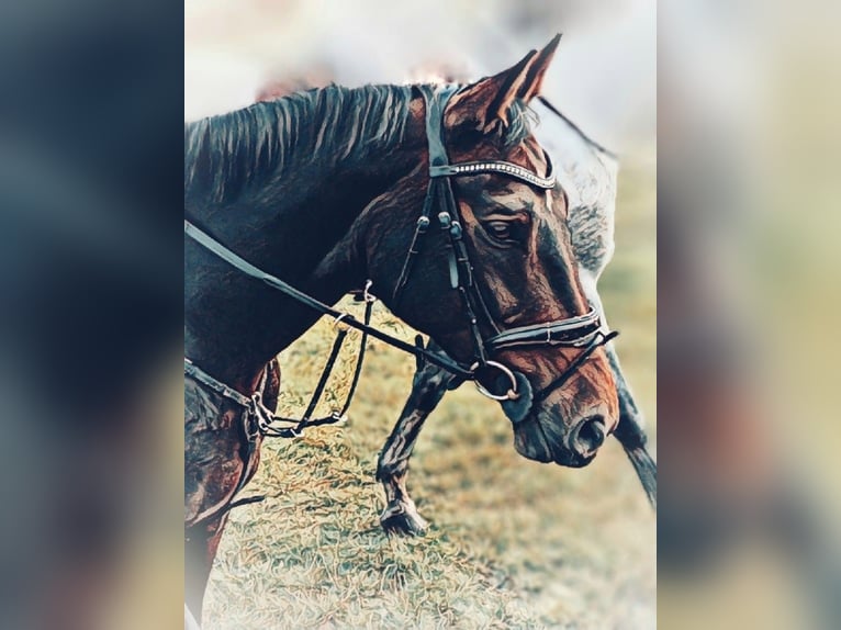 Duits sportpaard Merrie 12 Jaar 169 cm Bruin in Langlingen