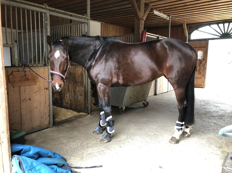 Duits sportpaard Merrie 12 Jaar 169 cm Donkerbruin in Scharnstein