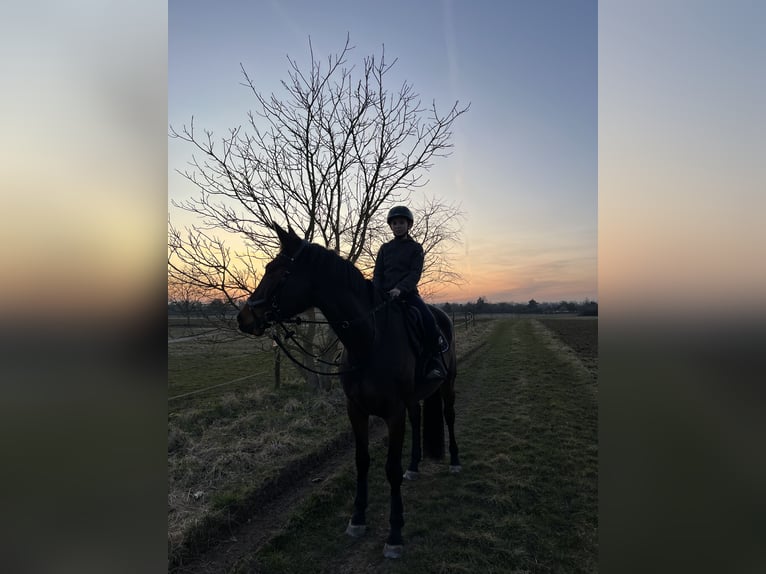 Duits sportpaard Merrie 12 Jaar 170 cm Bruin in Hanau
