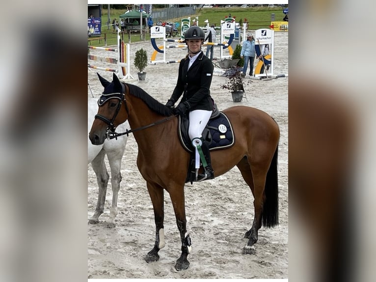 Duits sportpaard Merrie 12 Jaar 170 cm Bruin in Sonnefeld