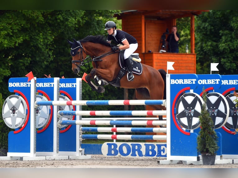 Duits sportpaard Merrie 12 Jaar 170 cm Bruin in Sonnefeld