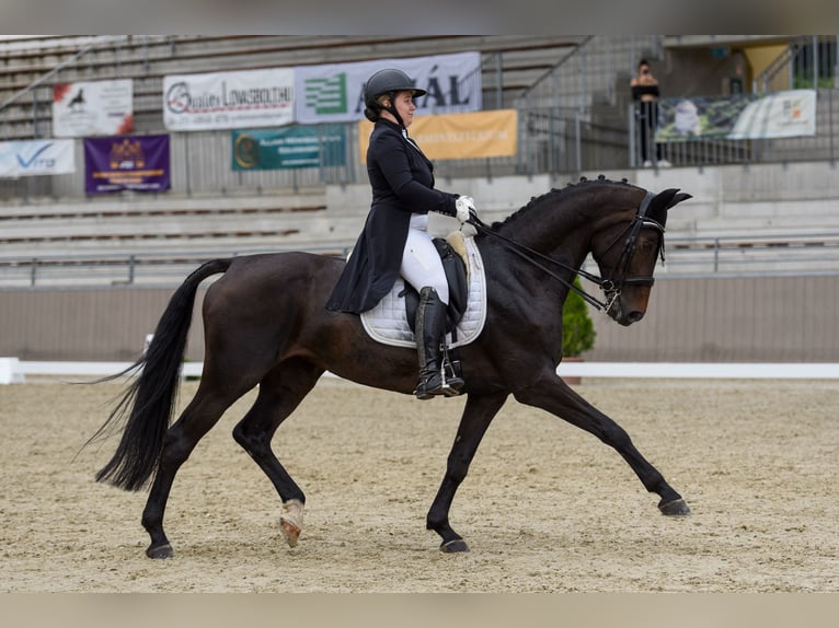 Duits sportpaard Merrie 12 Jaar 172 cm Roodbruin in Budapest