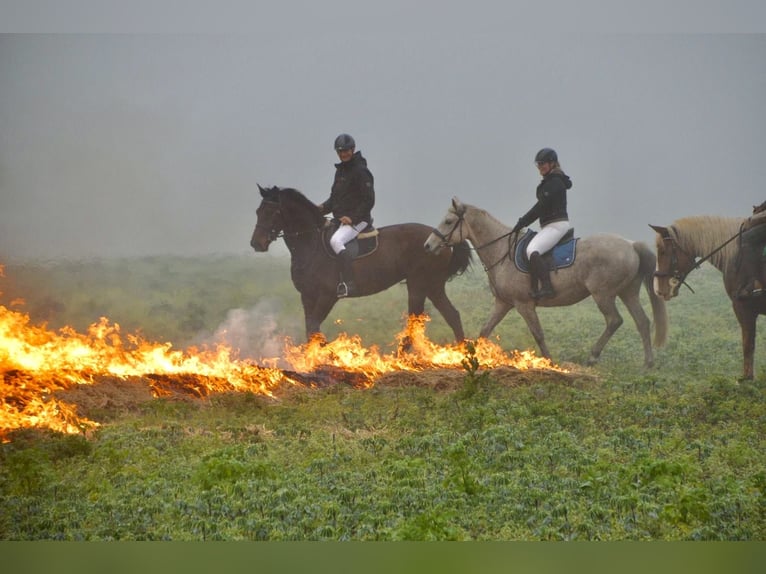 Duits sportpaard Merrie 12 Jaar 173 cm Bruin in Kalbe
