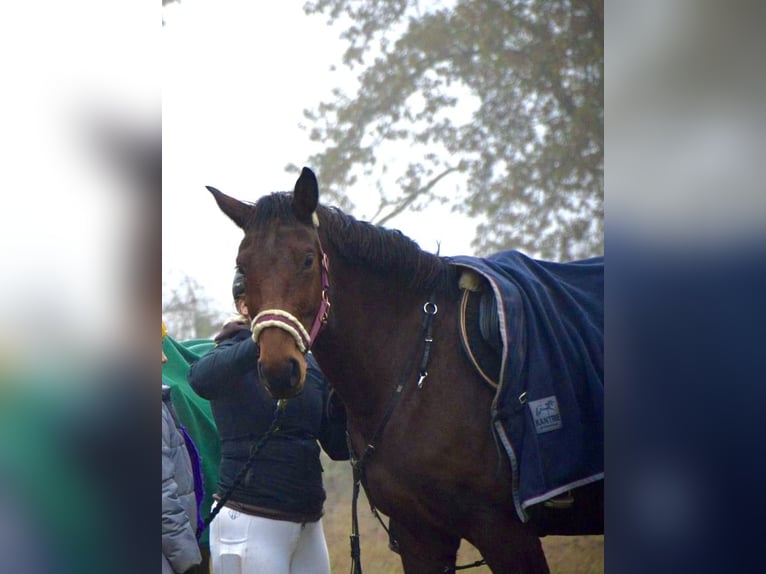 Duits sportpaard Merrie 12 Jaar 173 cm Bruin in Kalbe