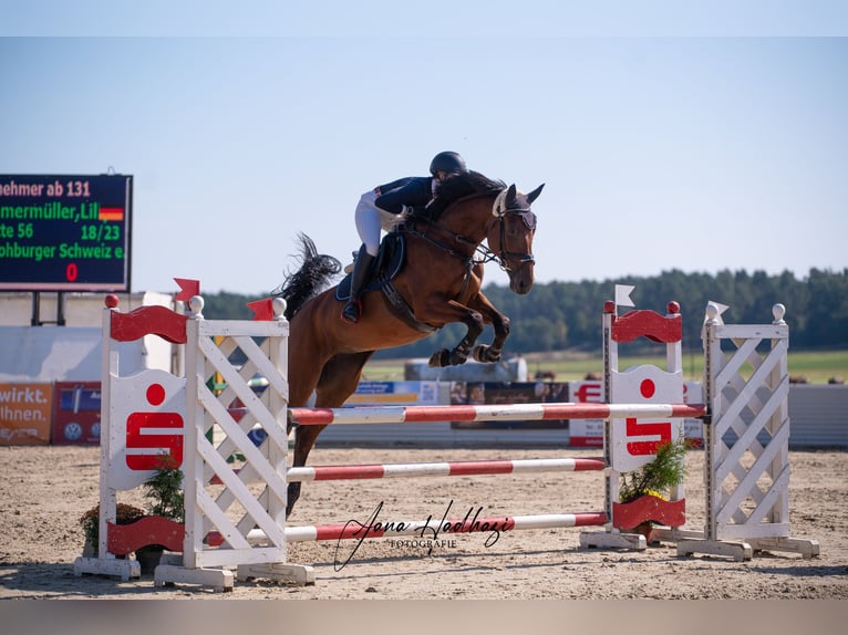 Duits sportpaard Merrie 12 Jaar 175 cm Bruin in L&#xF6;bnitz