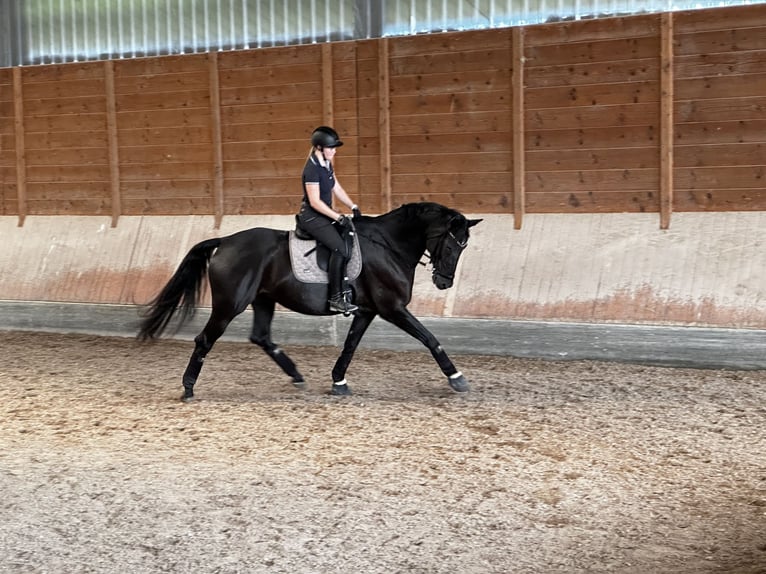 Duits sportpaard Merrie 12 Jaar 176 cm Zwart in Nellingen Aichen