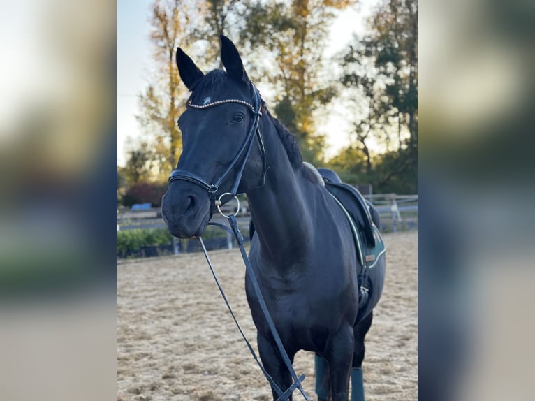 Duits sportpaard Merrie 12 Jaar 176 cm Zwart in Nellingen Aichen