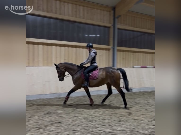 Duits sportpaard Merrie 12 Jaar Bruin in Hofstetten