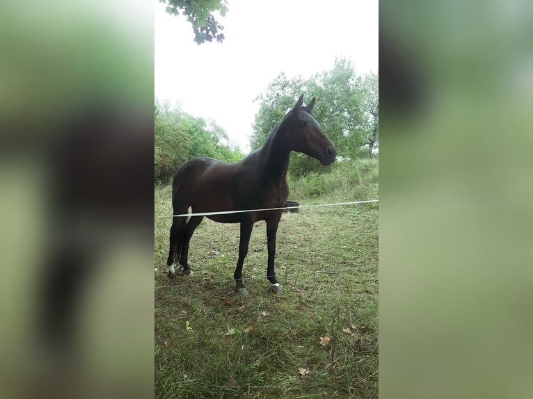 Duits sportpaard Merrie 13 Jaar 161 cm Donkerbruin in Küllstedt