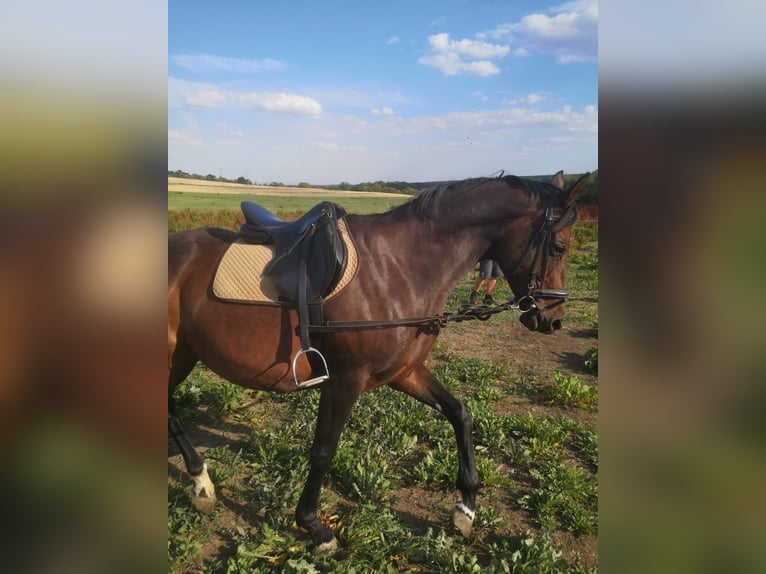 Duits sportpaard Merrie 13 Jaar 161 cm Donkerbruin in Küllstedt