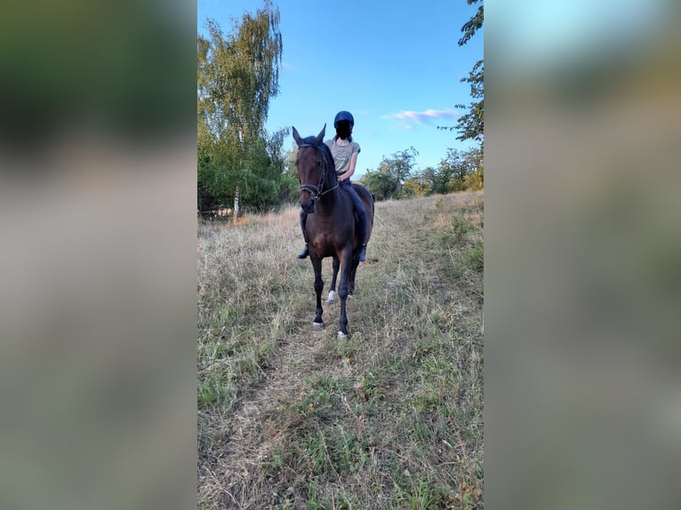 Duits sportpaard Merrie 13 Jaar 161 cm Donkerbruin in Küllstedt